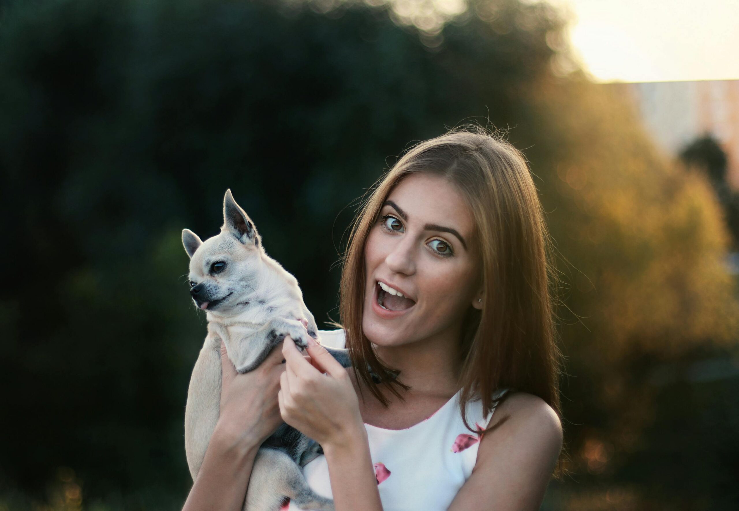 A smiling woman enjoys golden hour in the park with her playful Chihuahua.