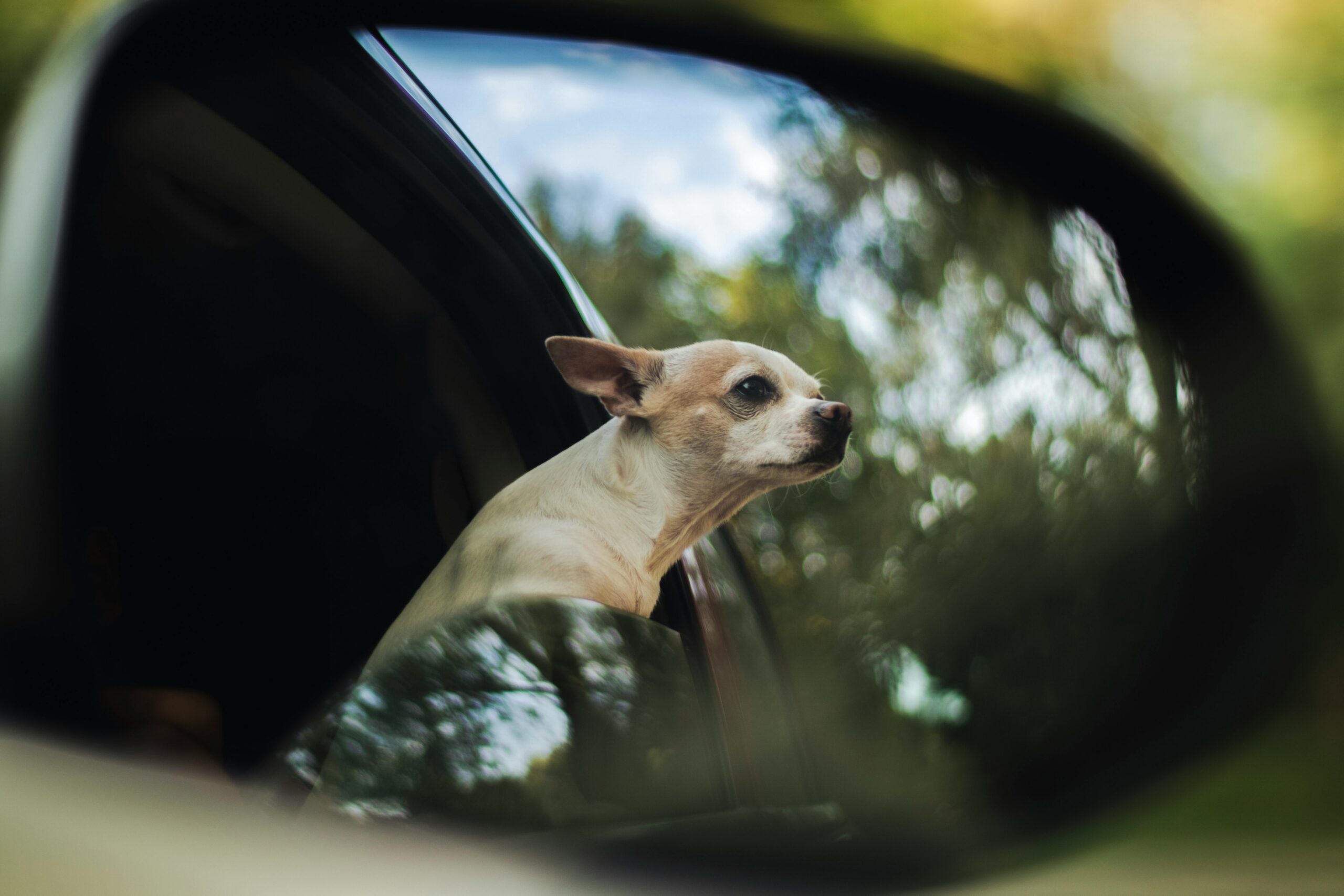A cute Chihuahua peeks out a car window, captured in a car mirror reflection.